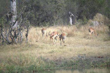 Ormandaki güzel bir geyik resmi.