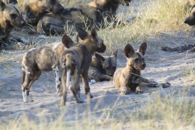 Kumda siyah köpekler