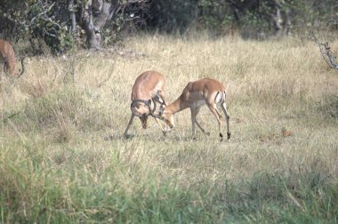 İmpala Güney Afrika 'daki Kruger Ulusal Parkı' nda.