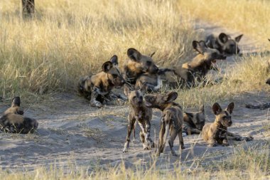 siyah köpek hyaena Kenya, Afrika 'daki ulusal parkta