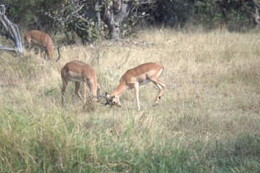 Kızıl geyik sürüsü.