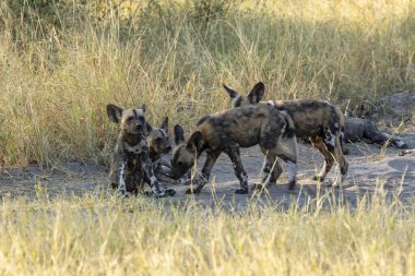 Sırtlan, timsah sırtlan, Kruger Parkı