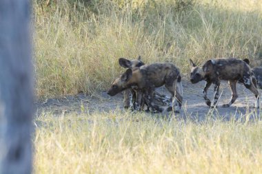 Sırtlan (crocuta crocuta) Güney Afrika 'daki Kruger Ulusal Parkı' nda