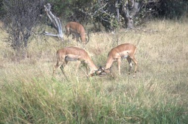Ormanda otlayan bir çift beyaz geyik.