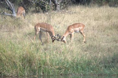 Ormandaki vahşi hayvan sürüsü.