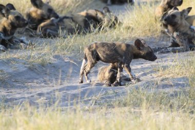 köpek, köpek ve köpek kumda yürüyor.