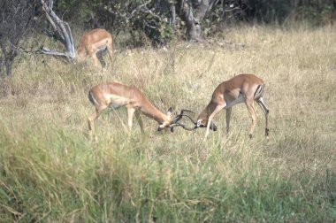 Çimlerin üzerinde bir grup hayvan