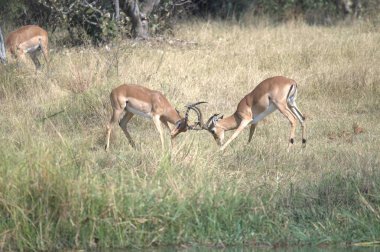 vahşi Kızıl geyik