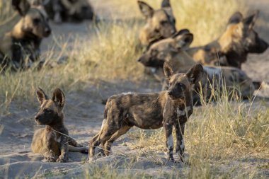 Afrika vahşi hayvanı, Güney Afrika.