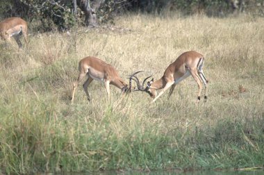 Hayvanat bahçesinde otlayan geyik