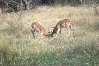 Vahşi hayvanlar, seçici odaklanma