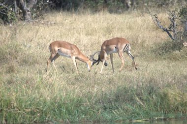 Kenya ormanında bir grup vahşi at.