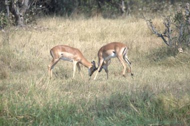 deer in the savannah