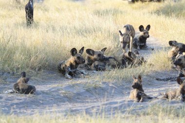 Bir grup hyaena (sırtlan ena) vahşi doğada, etosha ulusal parkı, namibya.