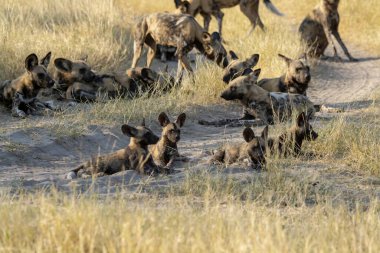 Savanadaki vahşi köpekler