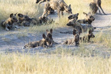 Vahşi köpek bozkırda