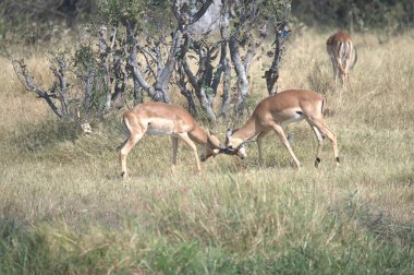 Vahşi doğada geyik