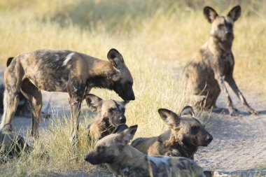 Doğal ortamda vahşi köpekler