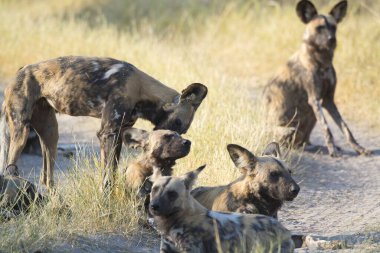 Kruger Ulusal Parkı, Güney Afrika 'daki vahşi sırtlan.