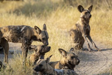 Kruger Park, Güney Afrika 'daki vahşi sırtlan.