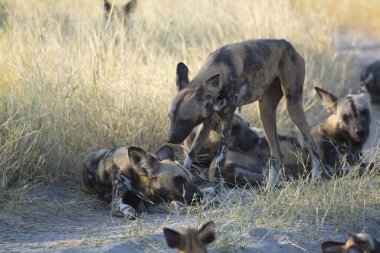 Kruger 'daki vahşi köpek.