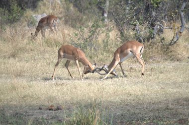 Afrika, Kenya 'daki savanda geyik
