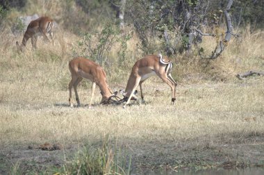 Ormanda bir çift geyik