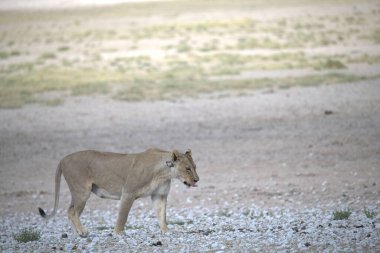 Çölün ortasında çölde koşan beyaz bir boğa.