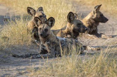 Köpek çölde, kumda.