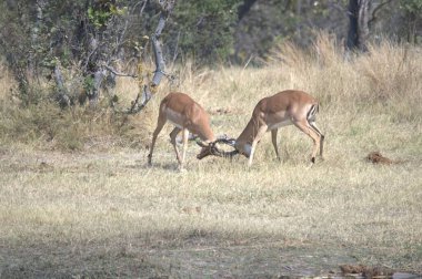 Ormandaki kırmızı geyik