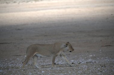 Savanadaki vahşi aslan