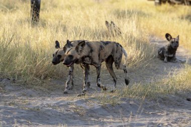 Afrikalı vahşi hayvanlar, vahşi doğa hayvanları.