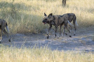 Afrika savanındaki vahşi hayvanlar.