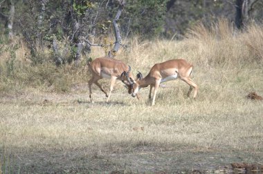 Ormanda bir çift geyik