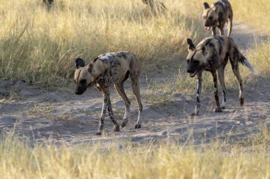 Vahşi hayvanlar, Afrikalı vahşi köpekler.