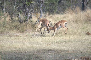 Ormanda bir çift geyik
