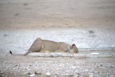 Gündüz vakti savananın ortasında yerde yatan beyaz bir aslan.