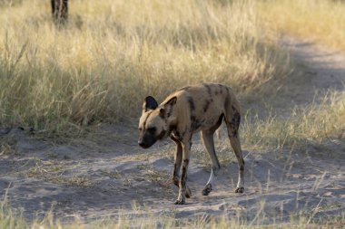Köpek kumda yürüyor.