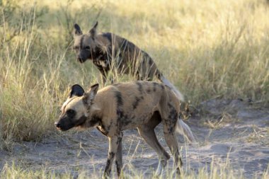 Botswana 'nın ulusal parkında vahşi hyaena