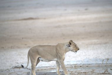 Hayvanat bahçesindeki aslan