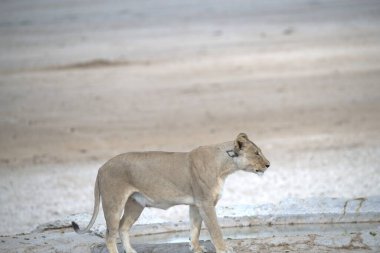 Kayanın üzerindeki güzel bir kedinin yakın plan fotoğrafı.