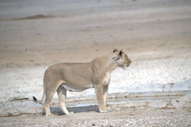 Çölde yürüyen dişi aslan.