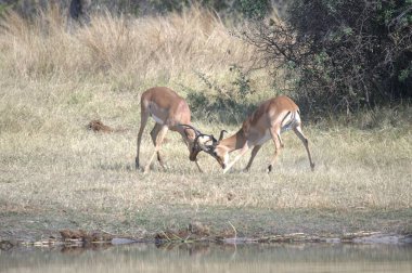 Geyik Nehri üzerinde