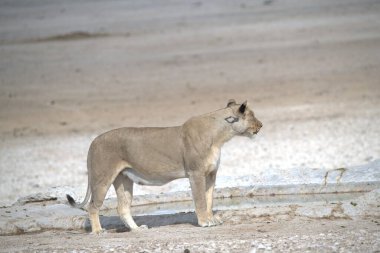 Etoşa Milli Parkı 'nda aslan (panthera leo)