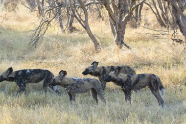 Bir bozkırda bir grup siyah sırtlan.