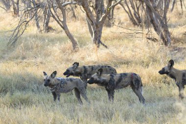 Güney Afrika 'da doğa koruma alanında bir sırtlan.