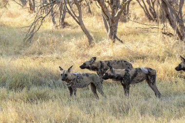 hyhye / hyahyena / hyhyhyta / crocuena