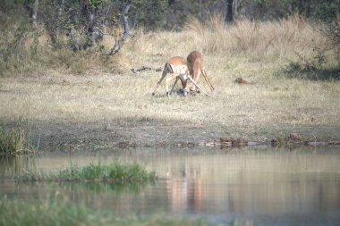 Ormandaki genç geyik