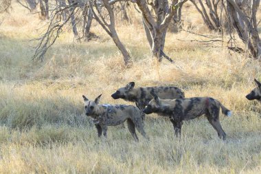 Parktaki bir grup vahşi sırtlan.