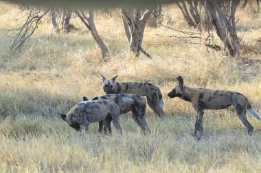 Sırtlan doğal ortamında.